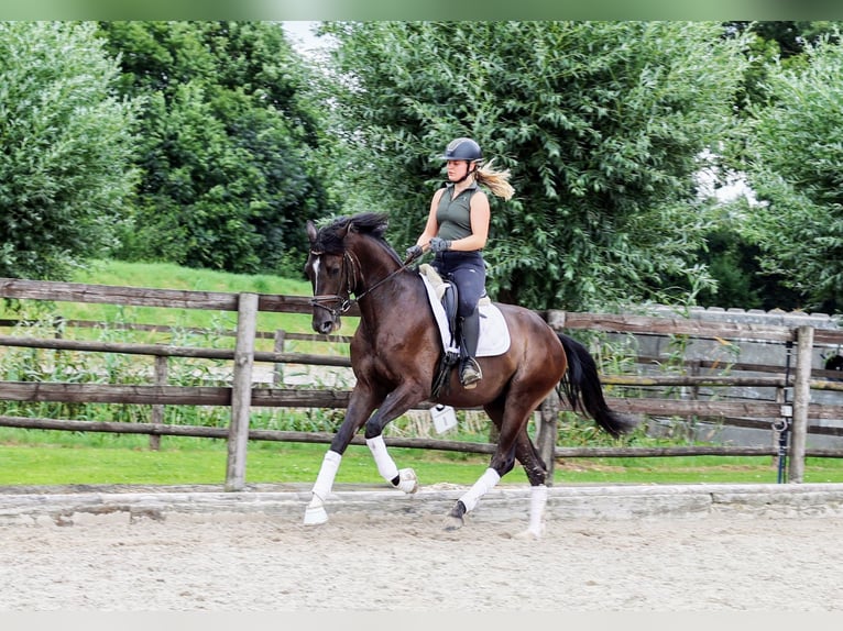 Oldenburg Castrone 4 Anni 170 cm Morello in Kempen