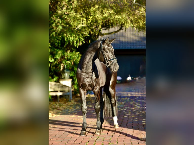 Oldenburg Castrone 4 Anni 170 cm Morello in Vechta