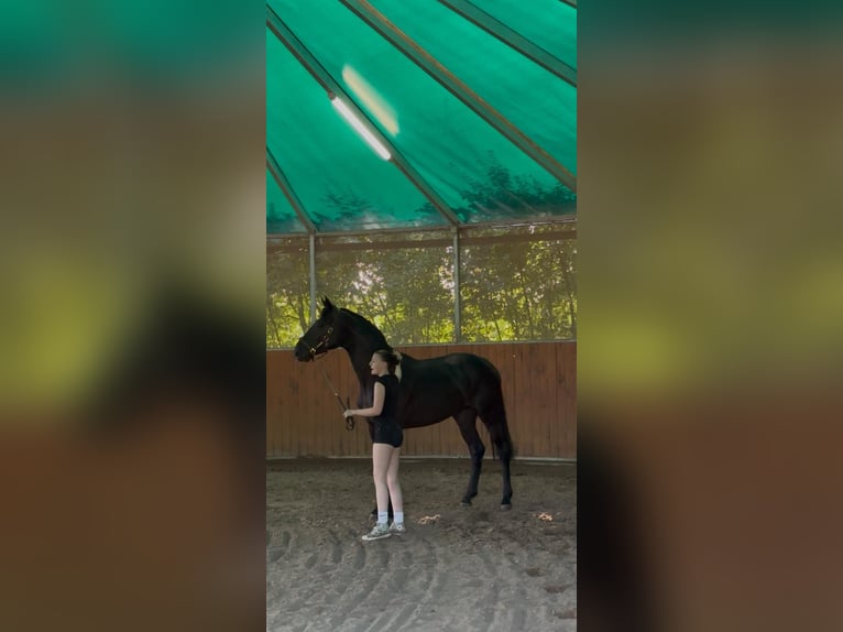 Oldenburg Castrone 4 Anni 170 cm Morello in Kollmar