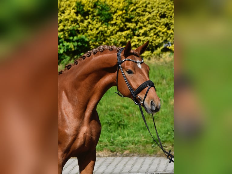 Oldenburg Castrone 4 Anni 170 cm Sauro in Fürstenau