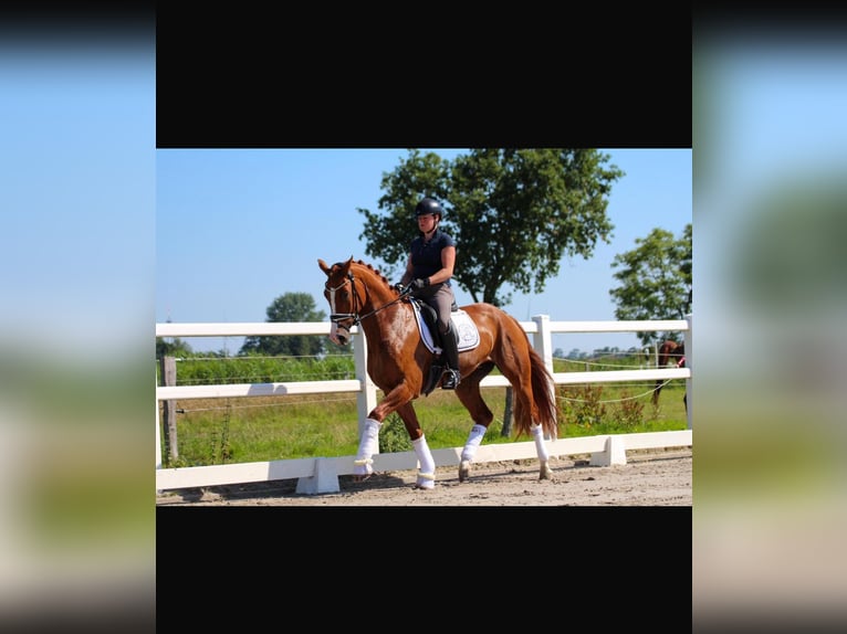 Oldenburg Castrone 4 Anni 170 cm Sauro in Wangerland Hohenkirchen