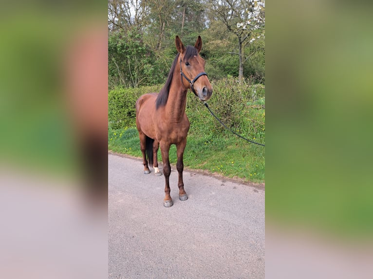 Oldenburg Castrone 4 Anni 170 cm Sauro scuro in Seesbach