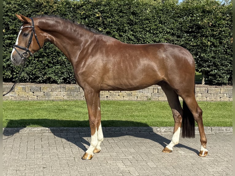 Oldenburg Castrone 4 Anni 170 cm Sauro scuro in Visbek