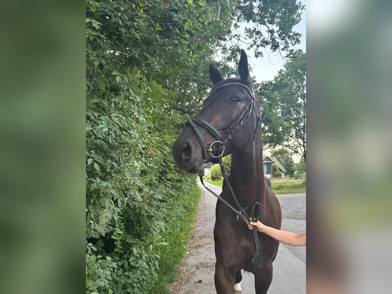 Oldenburg Castrone 4 Anni 171 cm Baio scuro in Iserlohn