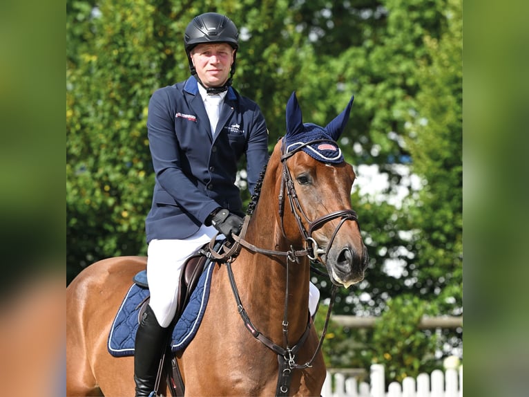 Oldenburg Castrone 4 Anni 171 cm Baio scuro in Vechta