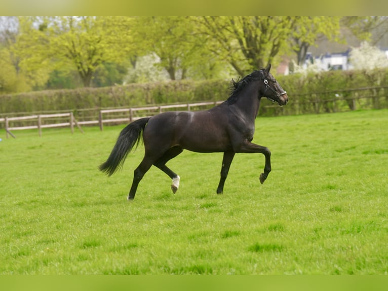 Oldenburg Castrone 4 Anni 171 cm Morello in Paderborn