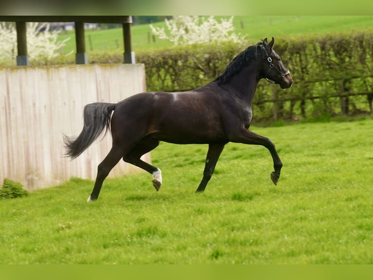 Oldenburg Castrone 4 Anni 171 cm Morello in Paderborn