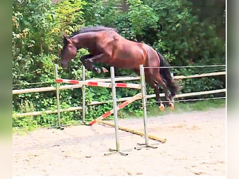 Oldenburg Castrone 4 Anni 171 cm Morello in Wittmund