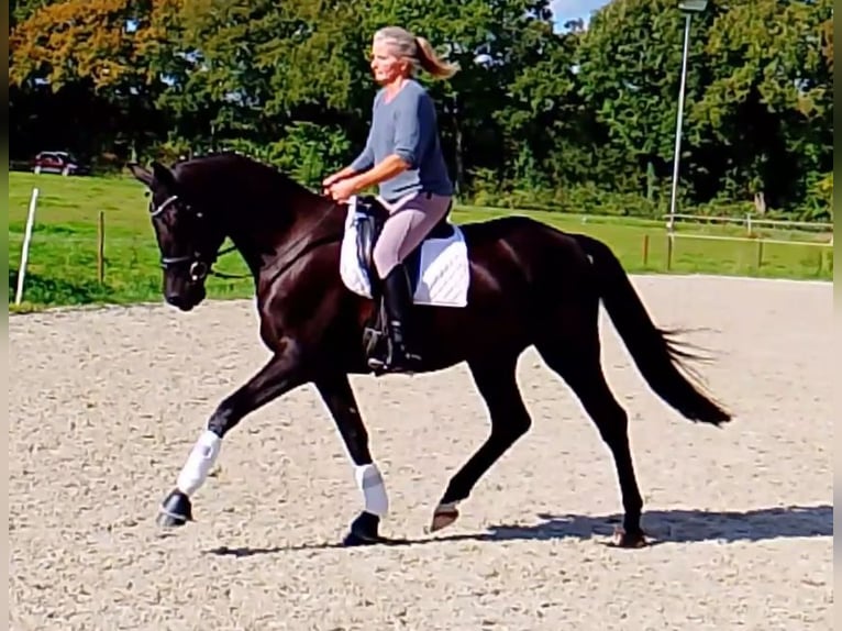 Oldenburg Castrone 4 Anni 171 cm Morello in Wittmund