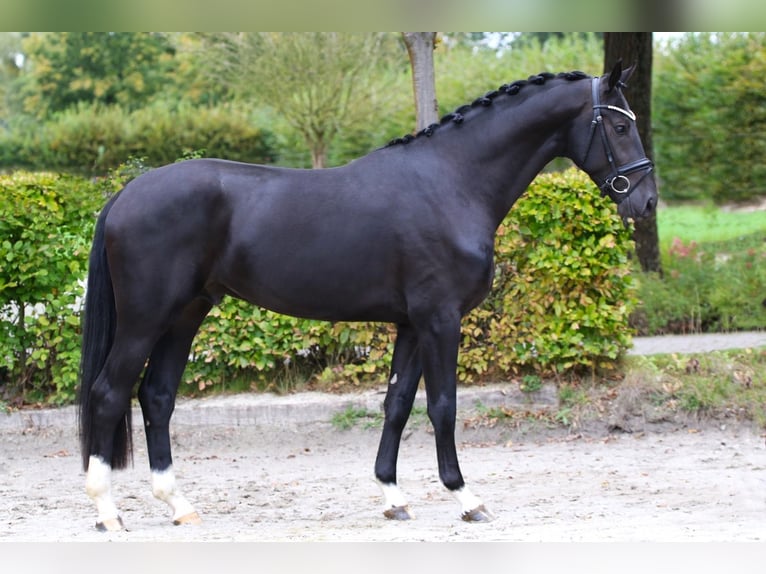 Oldenburg Castrone 4 Anni 171 cm Morello in Dorsten
