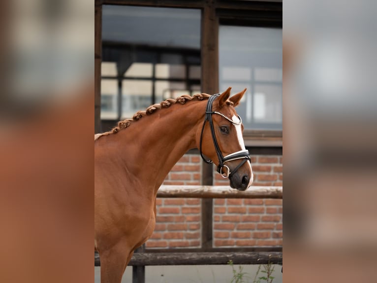 Oldenburg Castrone 4 Anni 171 cm Sauro in Heidesheim am Rhein