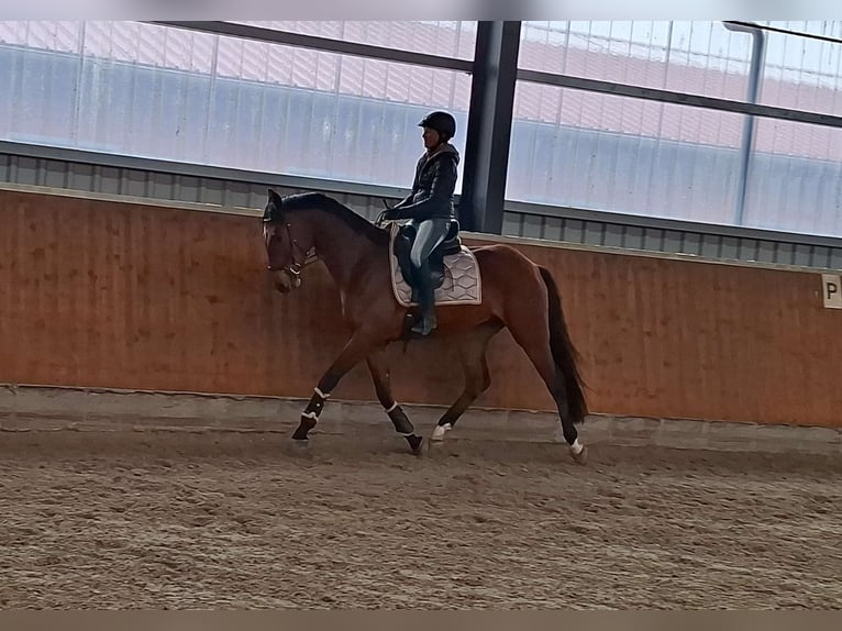 Oldenburg Castrone 4 Anni 172 cm Baio in Hittbergen