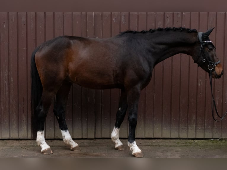Oldenburg Castrone 4 Anni 172 cm Baio in Hohenahr