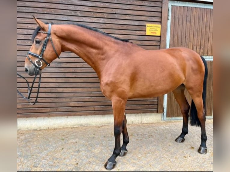 Oldenburg Castrone 4 Anni 172 cm Baio in Braunsbedra