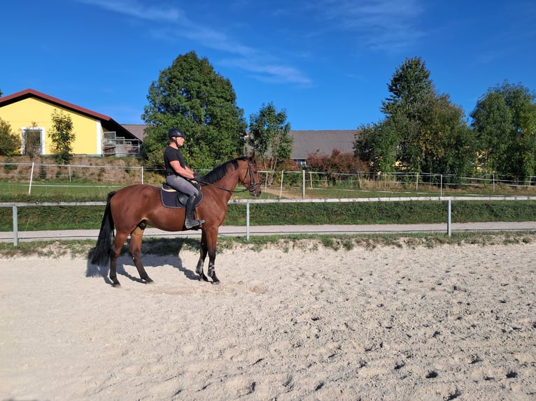 Oldenburg Castrone 4 Anni 172 cm Baio in Seekirchen