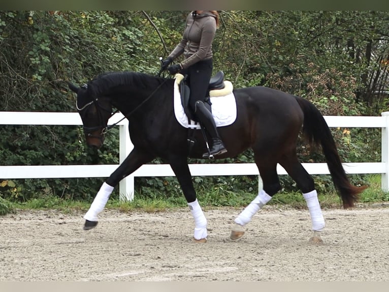 Oldenburg Castrone 4 Anni 172 cm Baio nero in Hüttenberg