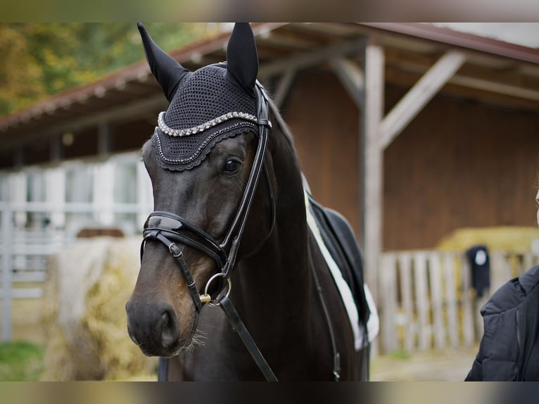 Oldenburg Castrone 4 Anni 172 cm Baio nero in Hüttenberg