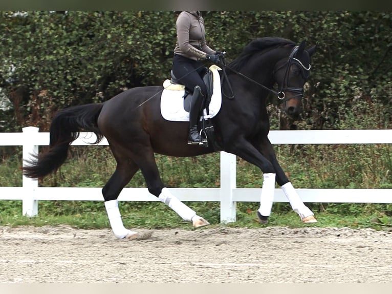 Oldenburg Castrone 4 Anni 172 cm Baio nero in Hüttenberg