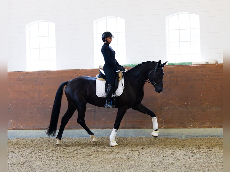 Oldenburg Castrone 4 Anni 172 cm Baio nero in Kirchlinteln