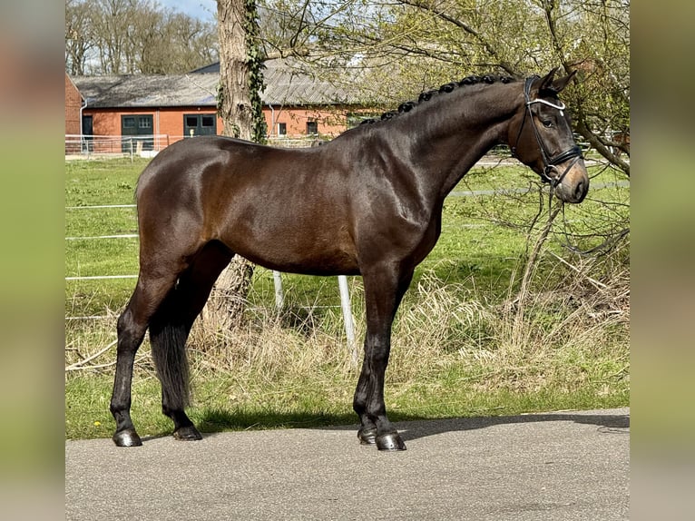 Oldenburg Castrone 4 Anni 172 cm Baio scuro in Bawinkel