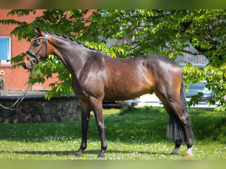 Oldenburg Castrone 4 Anni 172 cm Baio scuro in Schierensee