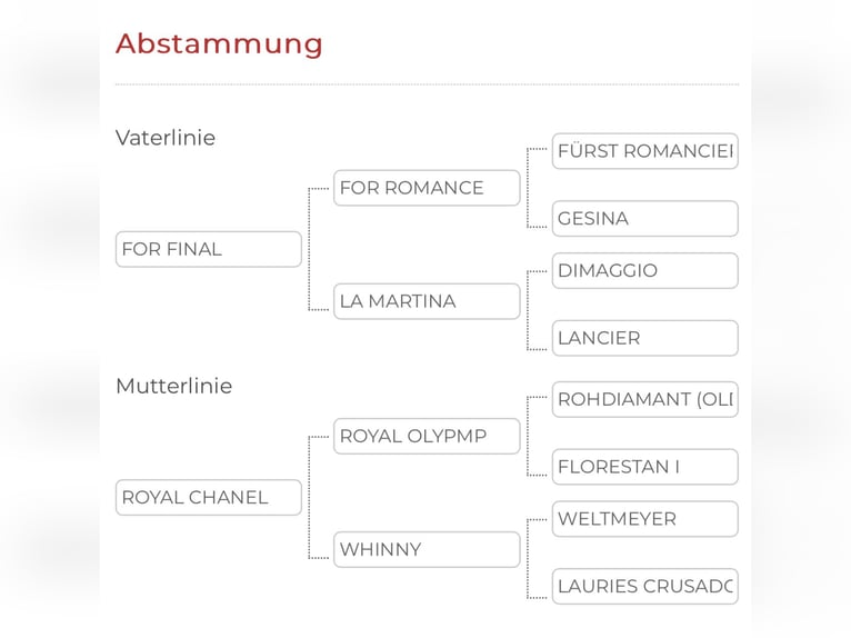 Oldenburg Castrone 4 Anni 172 cm Sauro in Michaelisbruch