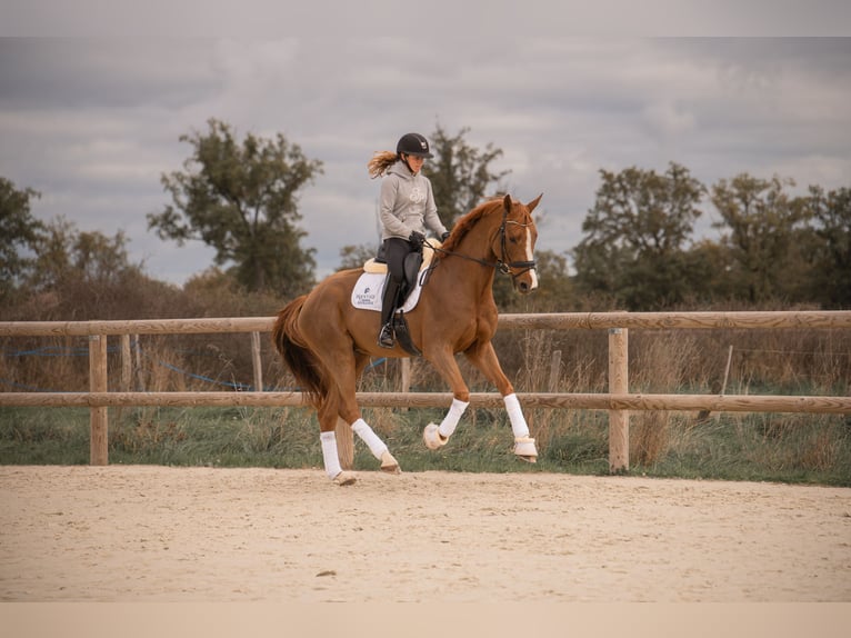 Oldenburg Castrone 4 Anni 172 cm Sauro in montbrison
