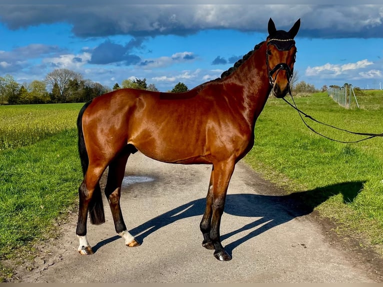 Oldenburg Castrone 4 Anni 173 cm Baio in Schwanewede