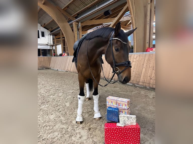 Oldenburg Castrone 4 Anni 173 cm Baio in GuxhagenGuxhagen