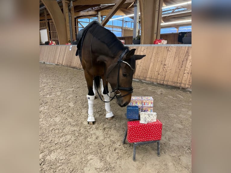 Oldenburg Castrone 4 Anni 173 cm Baio in GuxhagenGuxhagen