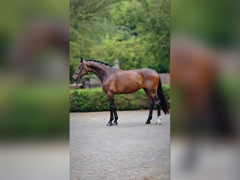 Oldenburg Castrone 4 Anni 173 cm Baio in Warendorf