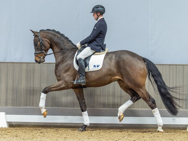 Oldenburg Castrone 4 Anni 173 cm Baio in Münster-Handorf