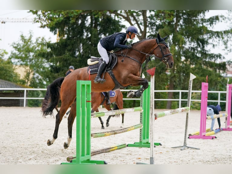 Oldenburg Castrone 4 Anni 173 cm Baio in Region Prag