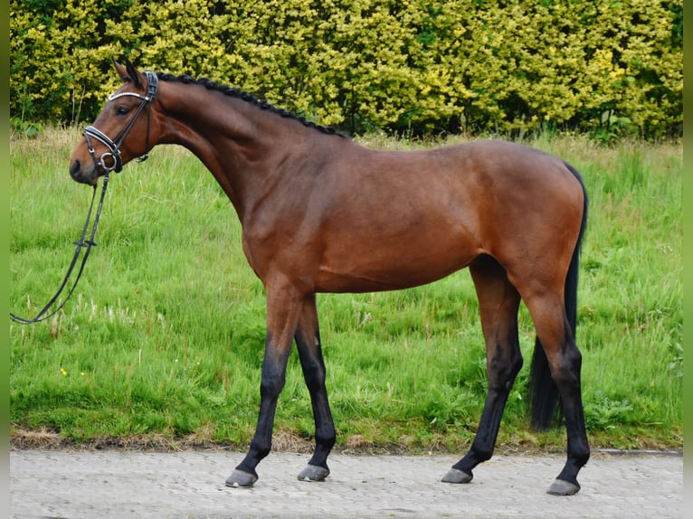 Oldenburg Castrone 4 Anni 173 cm Baio scuro in Fürstenau