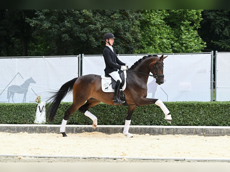 Oldenburg Castrone 4 Anni 174 cm Baio nero in Bad Bevensen