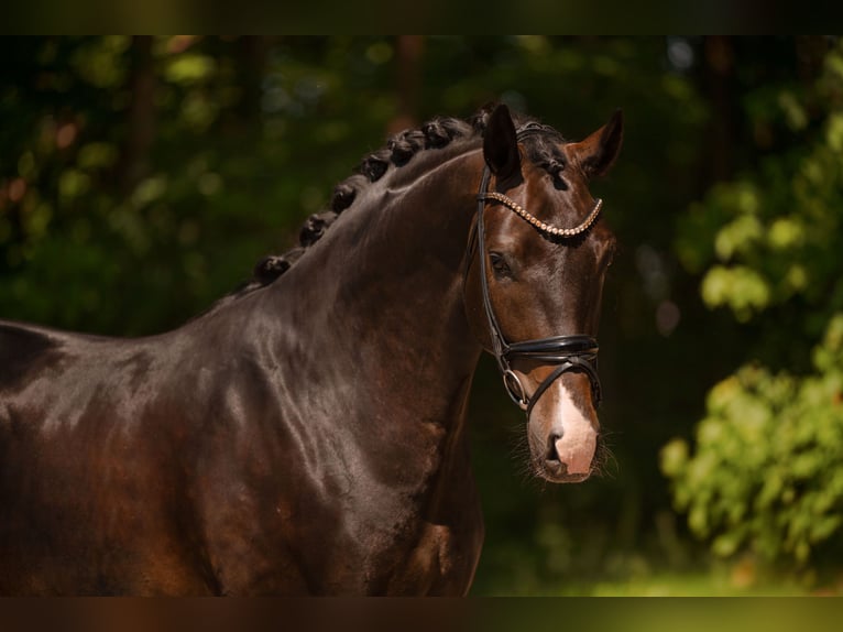 Oldenburg Castrone 4 Anni 174 cm Baio nero in Wehringen