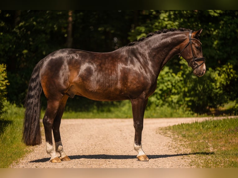 Oldenburg Castrone 4 Anni 174 cm Baio nero in Wehringen