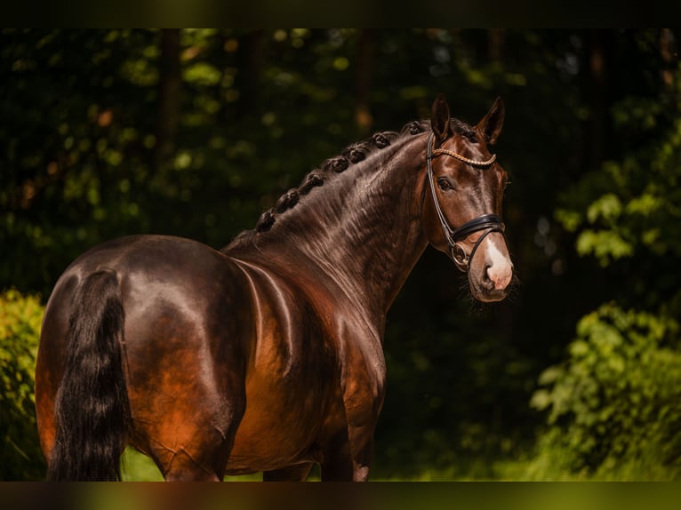Oldenburg Castrone 4 Anni 174 cm Baio nero in Wehringen