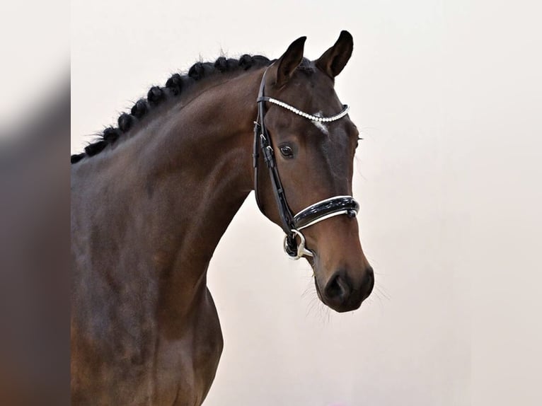 Oldenburg Castrone 4 Anni 174 cm Baio scuro in Haiger