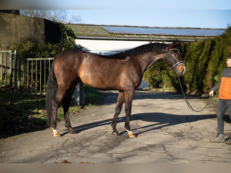 Oldenburg Castrone 4 Anni 174 cm Baio scuro in Kürten