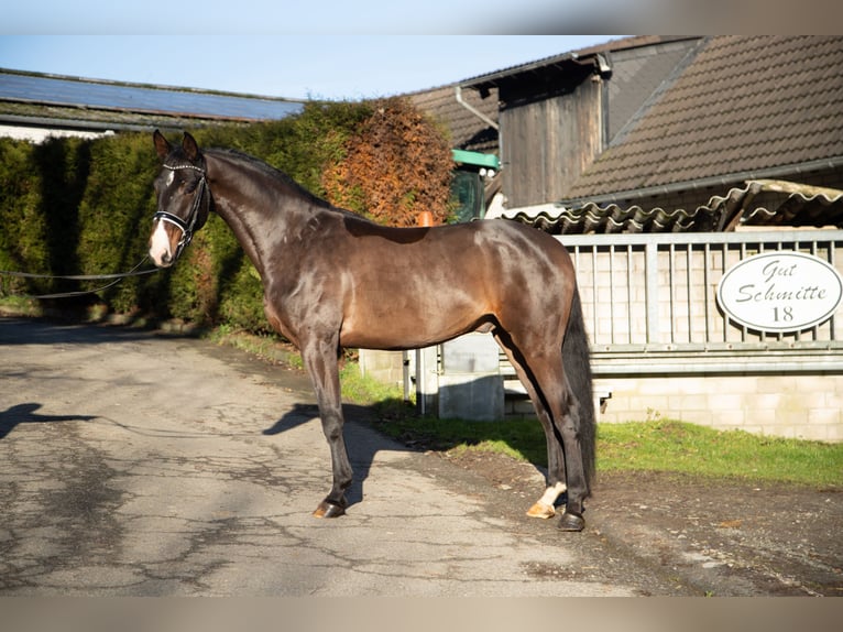 Oldenburg Castrone 4 Anni 174 cm Baio scuro in Kürten