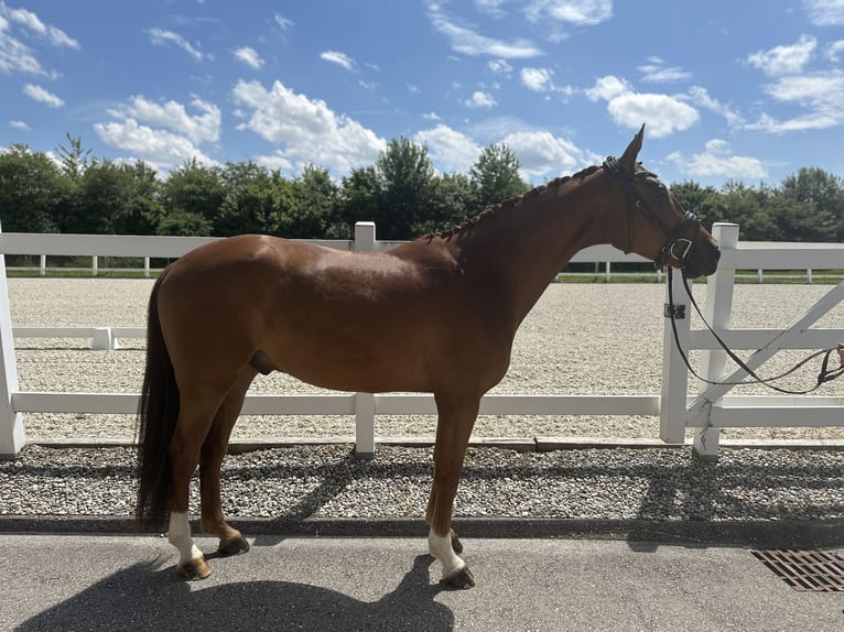 Oldenburg Castrone 4 Anni 174 cm Sauro in Ampfing