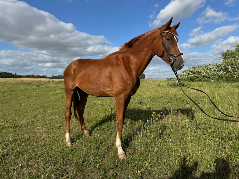 Oldenburg Castrone 4 Anni 174 cm Sauro in Vollrathsruhe