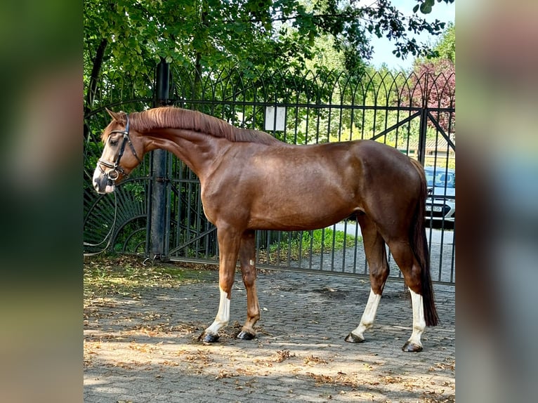 Oldenburg Castrone 4 Anni 174 cm Sauro in Heiligenstedten