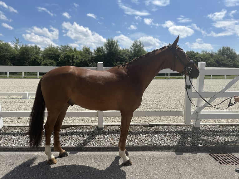 Oldenburg Castrone 4 Anni 174 cm Sauro scuro in Ampfing