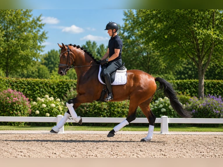Oldenburg Castrone 4 Anni 175 cm Baio in Dötlingen
