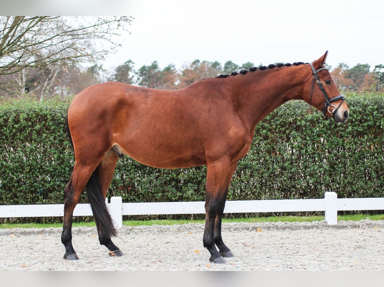 Oldenburg Castrone 4 Anni 175 cm Baio in Wedemark