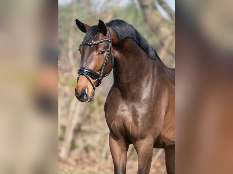 Oldenburg Castrone 4 Anni 175 cm Baio scuro in Peer