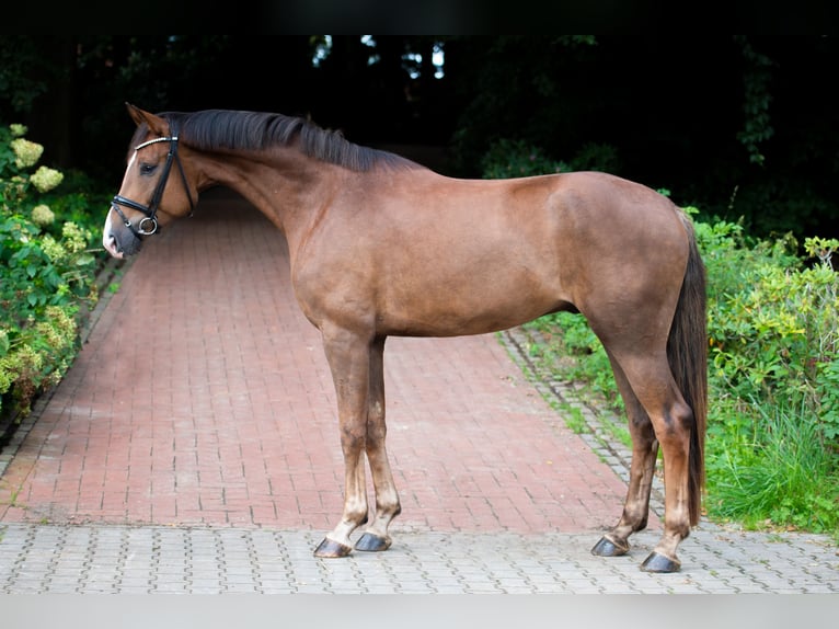 Oldenburg Castrone 4 Anni 175 cm Sauro scuro in Ankum