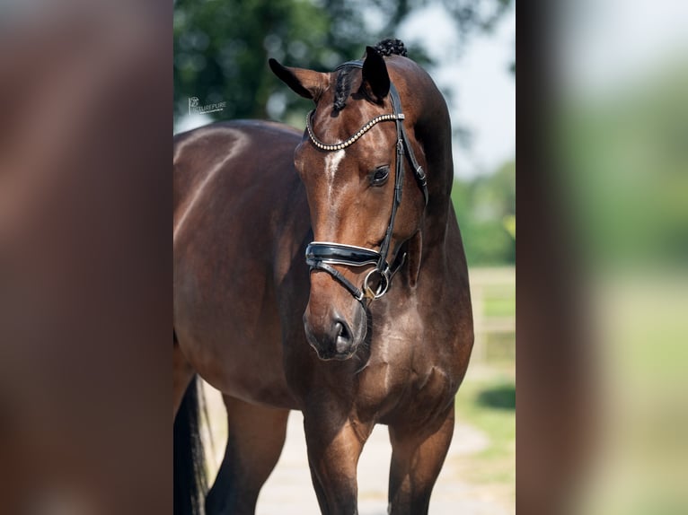 Oldenburg Castrone 4 Anni 176 cm Baio in WeertWeert